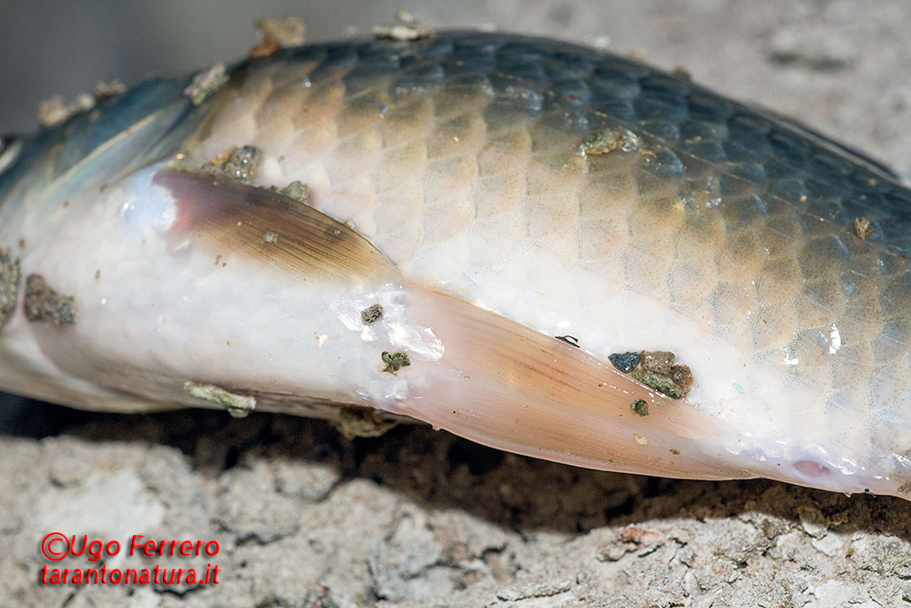 Lepomis gibbosus e Carassius auratus